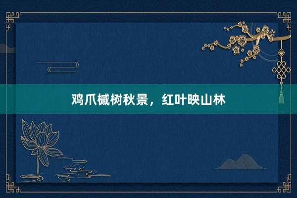 鸡爪槭树秋景，红叶映山林